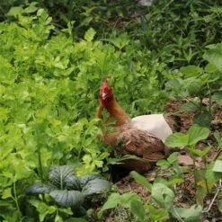 Selle De Tablier De Poulet À Sangle Unique,Triomphe Tablier De Paille De Fixateur De Plume De Selle De Poulet De Selle Standard Pour La Volaille Tablier De Selle De Poule De Volaille Respirante-Kaki -Protection des voies respiratoires Soldes 46607404 4